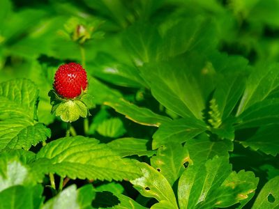 Jigsaw puzzle Jigsaw puzzle Wild Strawberry in Nature