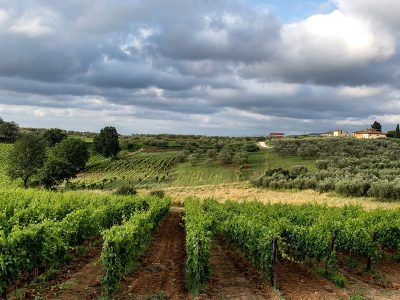 Jigsaw puzzle Jigsaw puzzle Winery Viticulture Agriculture