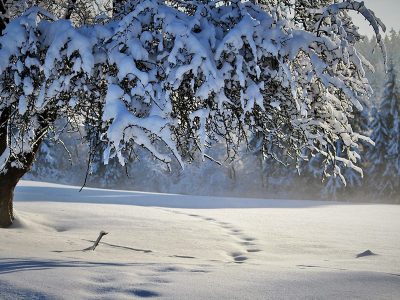 Jigsaw puzzle Jigsaw puzzle Winter Season Nature 2
