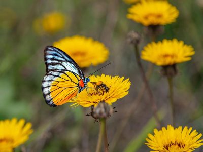 Jigsaw puzzle Jigsaw puzzle Yellow Flowers and Butterfly Pollination