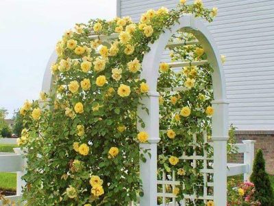 Jigsaw puzzle Yellow Rose Arch, preview