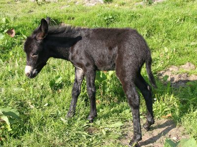 Jigsaw puzzle Jigsaw puzzle Young Black Donkey Foal in a Grassy Field