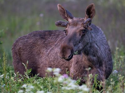 Jigsaw puzzle Jigsaw puzzle Young Moose Grazing in a Field