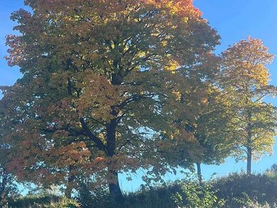 Puzzle di Puzzle di Acero da zucchero in autunno