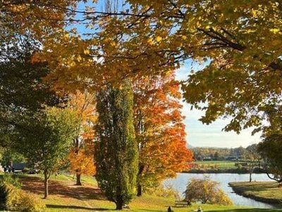 Puzzle di Puzzle di Alberi autunnali con foglie dorate