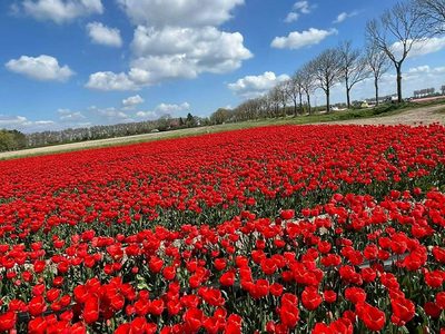 Puzzle di Puzzle di Ampio campo di tulipani rossi olandesi