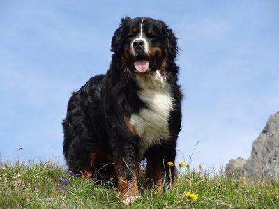 Puzzle di Bovaro del bernese