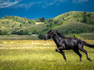 Puzzle di Cavalli selvaggi in montagna