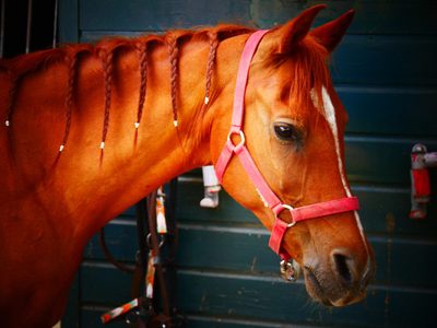 Puzzle di Cavallo con la criniera intrecciata