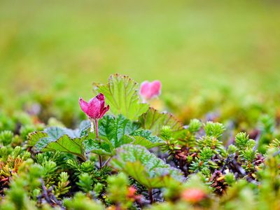 Puzzle di Cloudberry lucida la natura suamuurain, anteprima