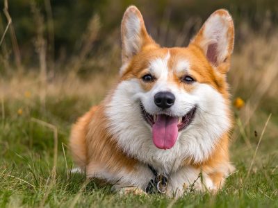 Puzzle di Corgi sorridente, anteprima