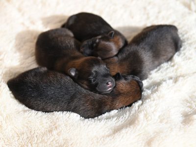 Puzzle di Cucciolo che dorme, anteprima