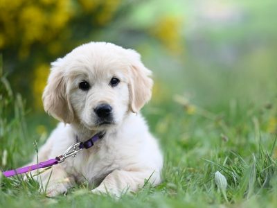 Puzzle di Cucciolo di golden retriever, anteprima