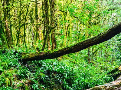 Puzzle di Ecosistema rigoglioso della foresta pluviale