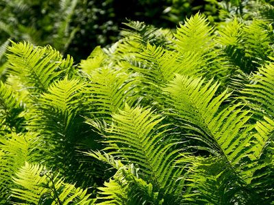 Puzzle di Felce di struzzo dalle foglie ampie