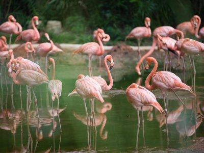 Puzzle di Fenicotteri sul lago, anteprima