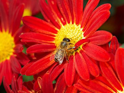 Puzzle di Fiore di crisantemo autunnale e insetti