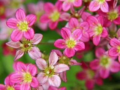 Puzzle di Fiore rosa di primavera