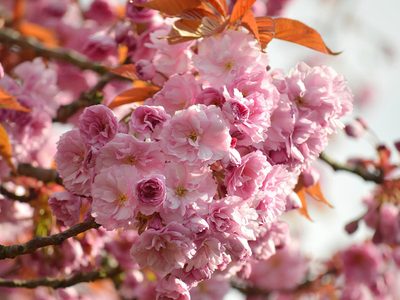 Puzzle di Fiori rosa in primo piano, anteprima