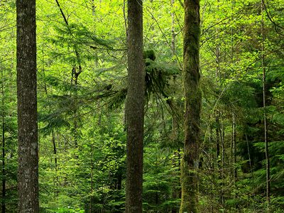 Puzzle di Puzzle di Fitta foresta di alberi verdi