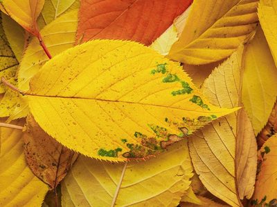 Puzzle di Foglie autunnali che cadono