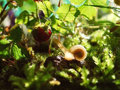 Puzzle di Fragole fresche