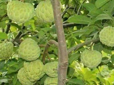 Puzzle di Frutti di mela alla crema