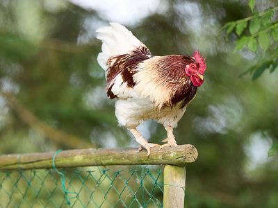 Puzzle di Gallo in posizione protettiva