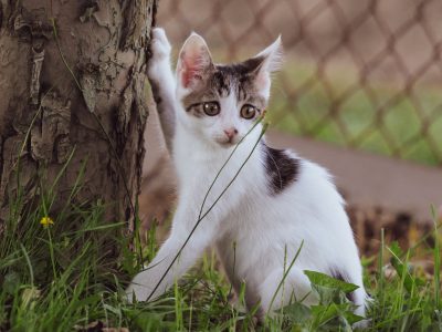 Puzzle di Gattino che gioca nell'erba, anteprima