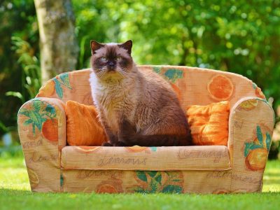 Puzzle di Gatto british shorthair, anteprima