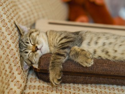 Puzzle di Gatto che dorme sul divano, anteprima