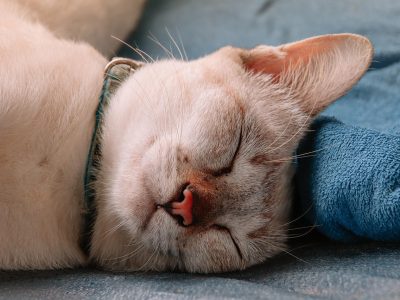 Puzzle di Gatto che dorme sulla coperta, anteprima