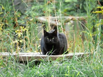 Puzzle di Gatto nero dagli occhi verdi, anteprima
