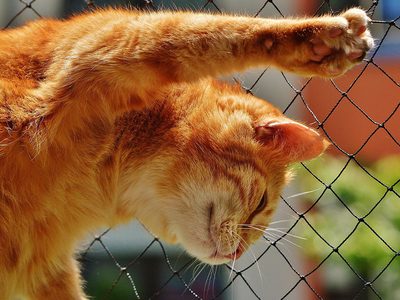 Puzzle di Puzzle di Gatto rosso che si stira