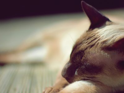 Puzzle di Gatto siamese, anteprima