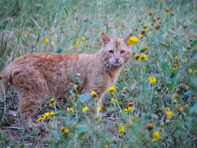 Puzzle di Gatto tra i fiori, anteprima