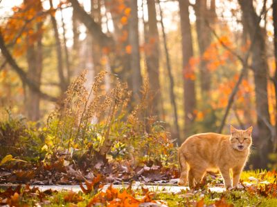 Puzzle di Gatto tra le foglie d'autunno