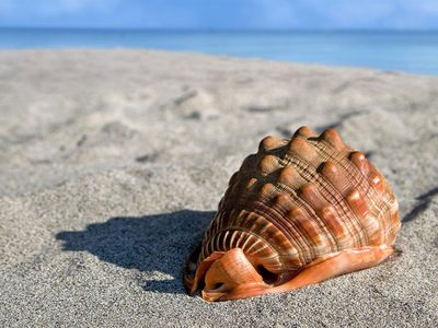 Puzzle di Grande conchiglia di mare