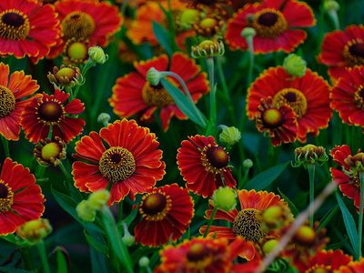 Puzzle di Puzzle di Helenium, fiore giallo autunnale