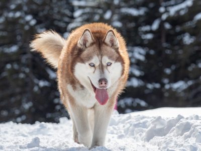 Puzzle di Husky nella neve, anteprima