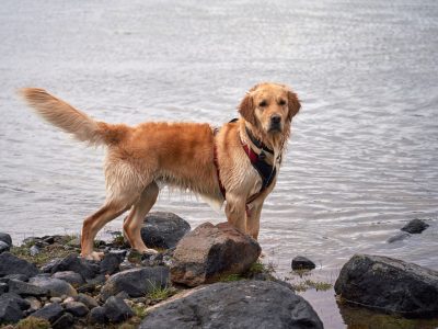 Puzzle di Labrador nel lago, anteprima