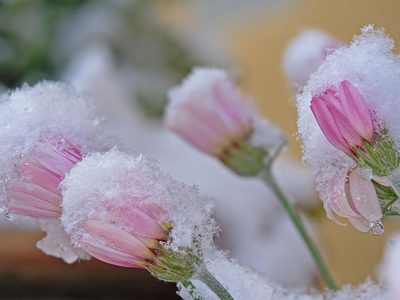 Puzzle di Puzzle di Margherite coperte di neve