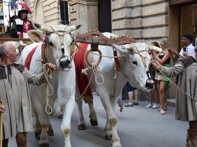 Puzzle di Palio di Siena, anteprima