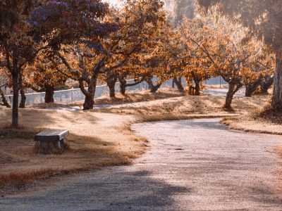 Puzzle di Panchina nel parco d'autunno, anteprima