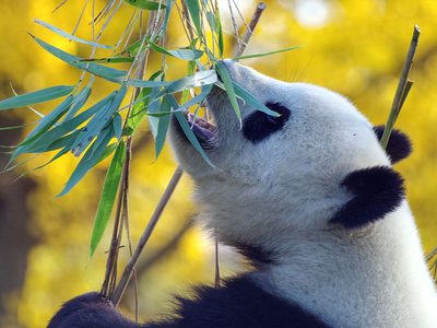Puzzle di Panda gigante che mangia foglie di bambù