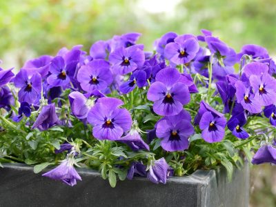 Puzzle di Patio con fiori, anteprima