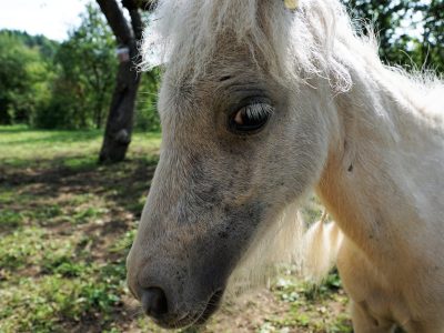 Puzzle di Pony nella fattoria, anteprima