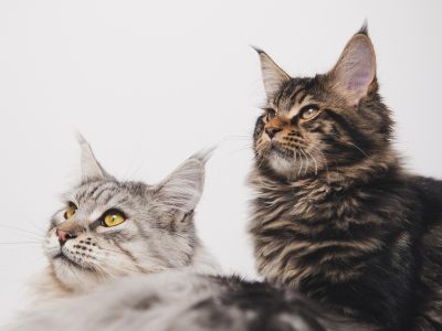 Puzzle di Ritratto di un maine coon, anteprima