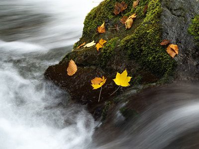 Puzzle di Puzzle di Ruscello di montagna in autunno