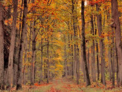 Puzzle di Sentiero d'autunno, anteprima